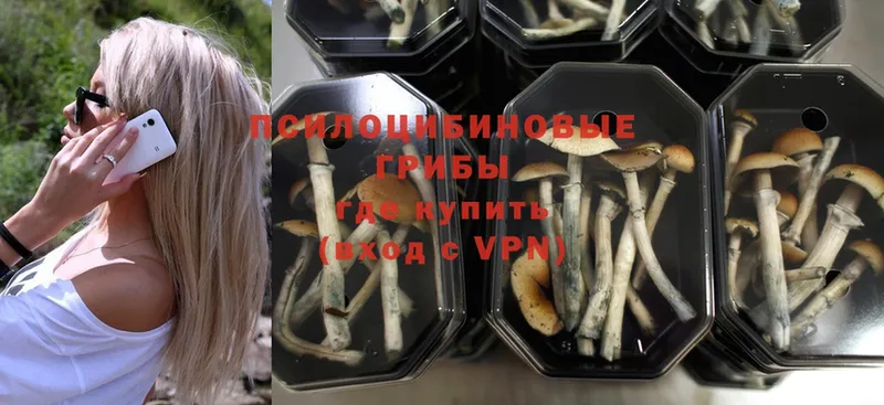 где продают   Карабаш  Галлюциногенные грибы Psilocybine cubensis 